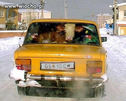 Bo i krowa muuusi sobie jakos radzic ;D 