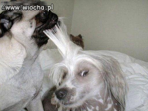 To dopiero jest 