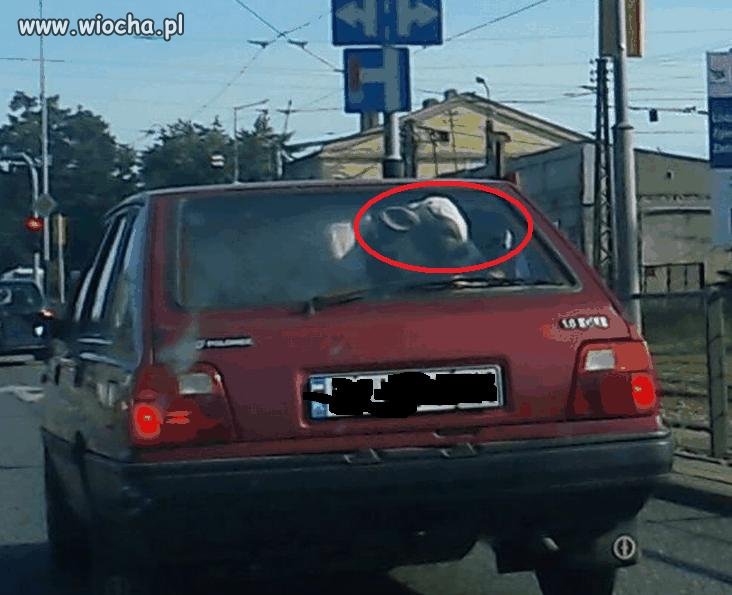 Transport trzody