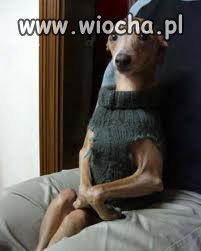 Piesek...
