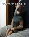 Piesek...