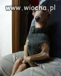 Piesek...