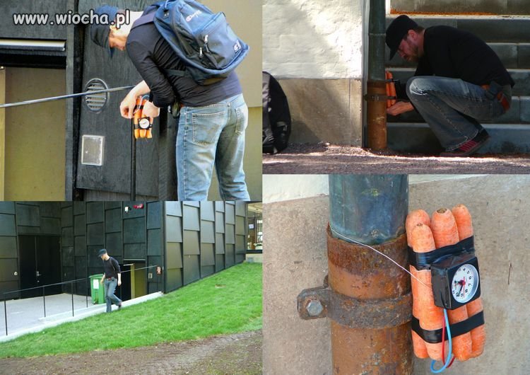 Marchewkowy terrorysta