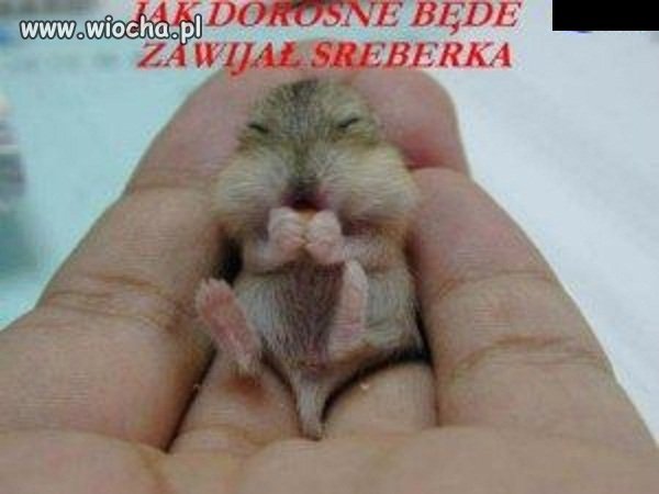 Wiochą to nie jest
