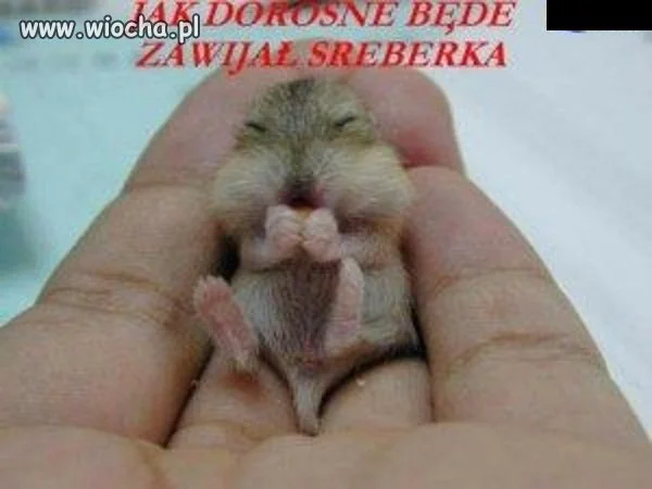 Wiochą to nie jest