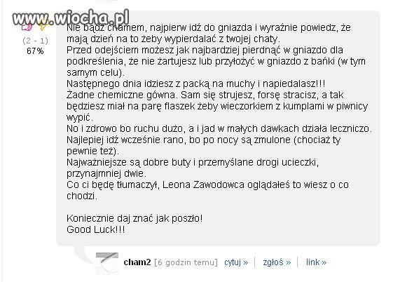 Pytanie było takie: Jak zwalczyć gniazdo os.