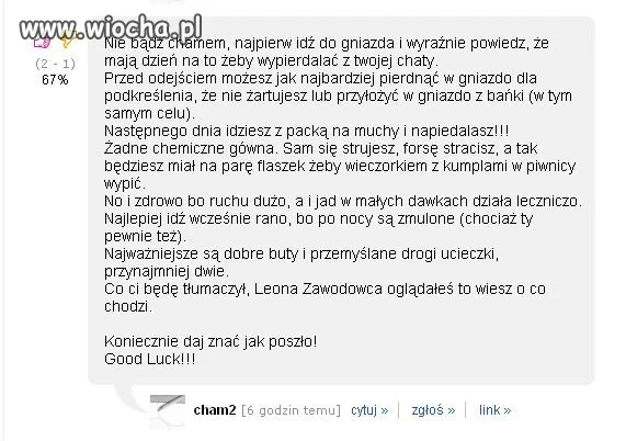 Pytanie było takie: Jak zwalczyć gniazdo os.