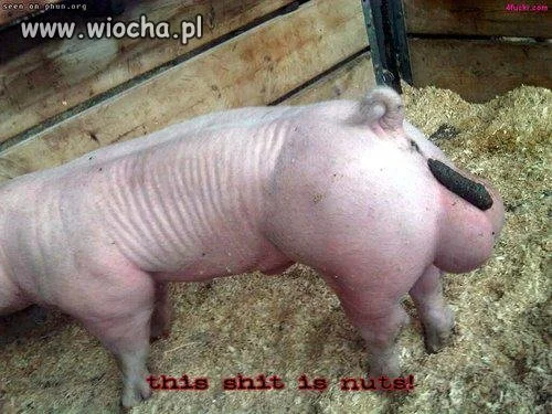 Co za duże
