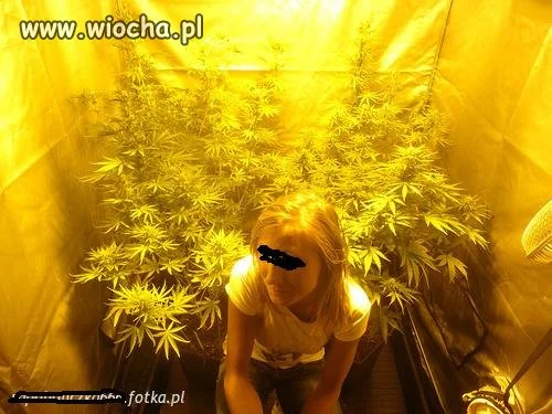 Plantacja idealna 