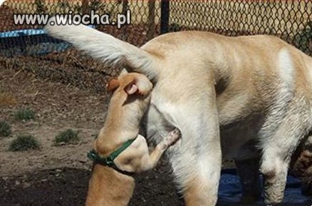 Nosem w dupe aż się dziury zakleja