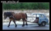 Maluch...