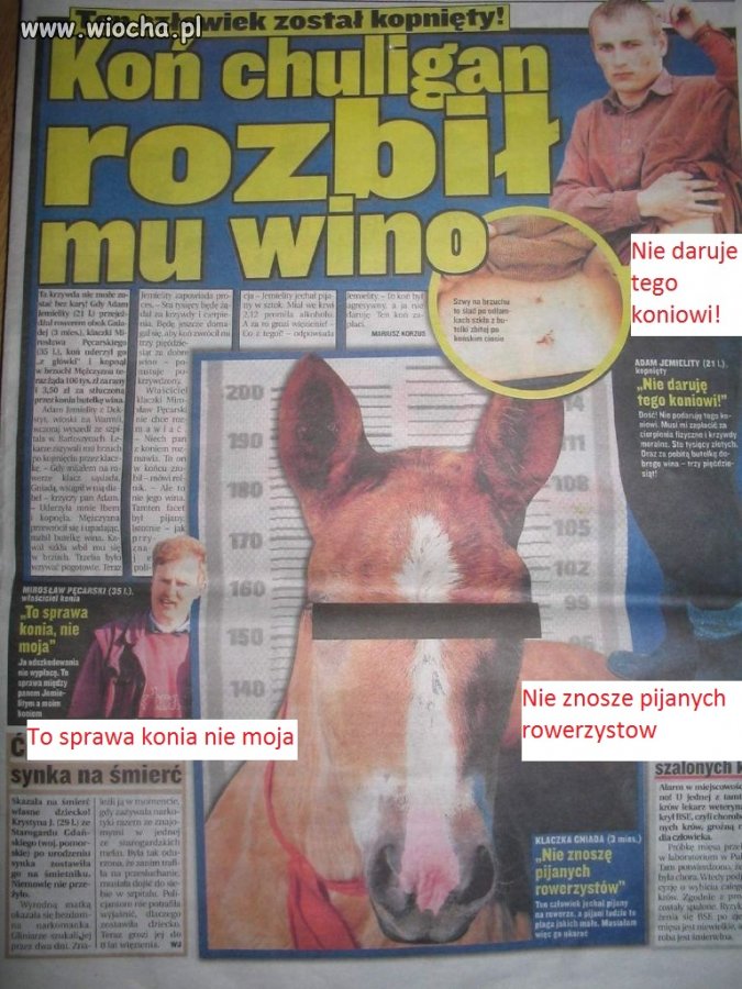 Zdjecie policyjne konia