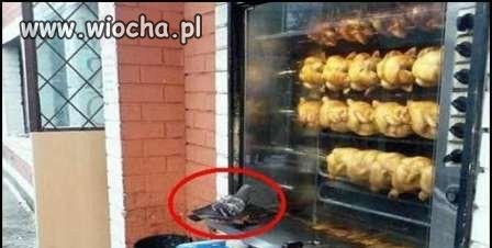 Gołąb