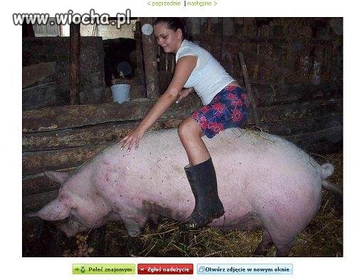 Rodeo na świni