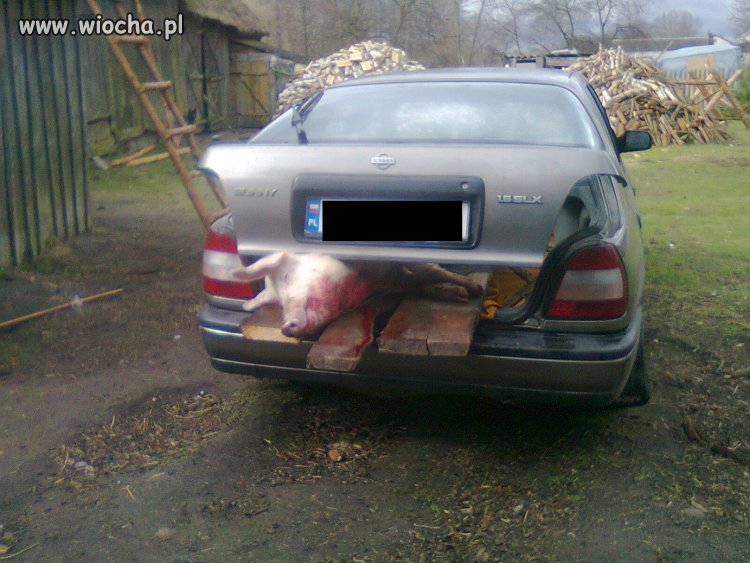Nowoczesny transport trzody chlewnej 