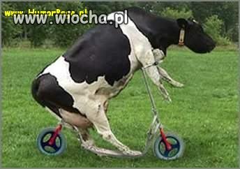 Haha