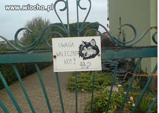 Waleczny Kot