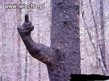 Natura płata figle 