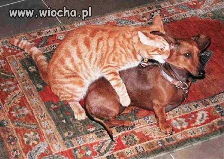 Jak się nie ma co się lubi...