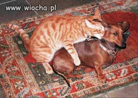 Jak się nie ma co się lubi...