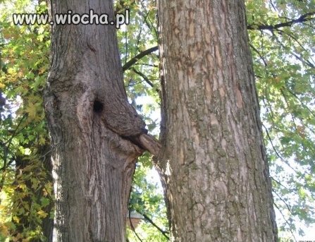 Natura także 
