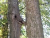 Natura także 