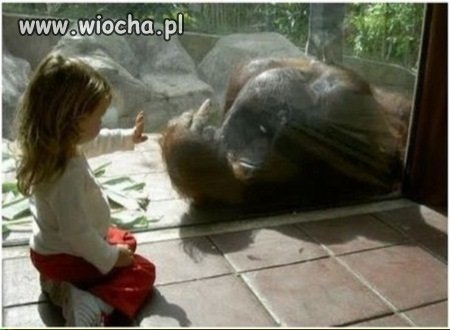 Wredna Małpa