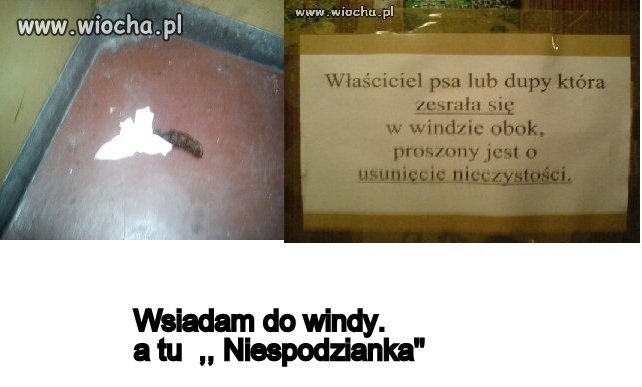 Brak słów  tylko smród 