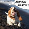 Pies po wyjściu ze sklepu z dopalaczami