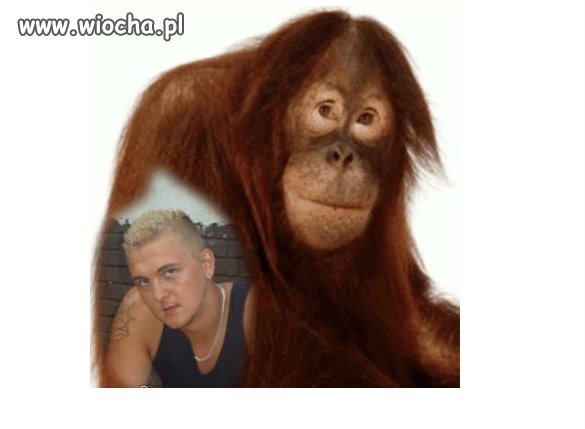 Widać to podobieństwo,