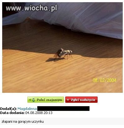 Złapać muchy na gorącym uczynku...