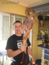 Sweet focia