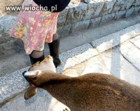 Ciekawość 