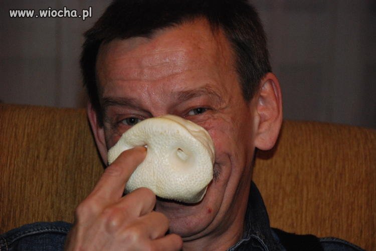 Świnka Piggy. Stary a głupi.