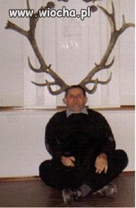 Jeleń Jeleń pokaż rogi