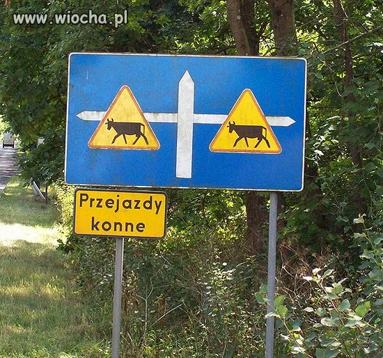 Przejazdy Chyba Krowie 