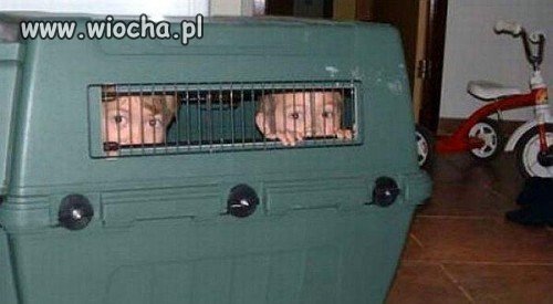 Patologia...
