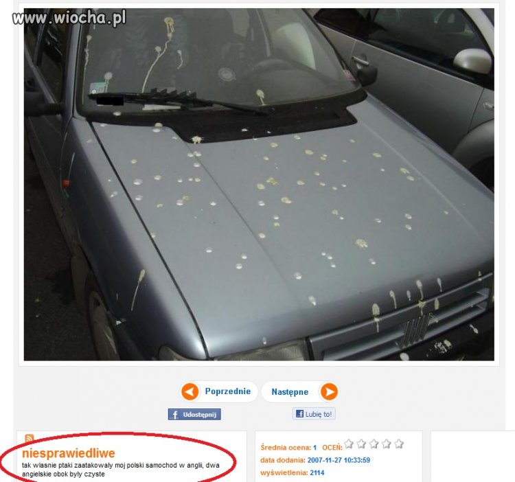 Angielskie ptaki