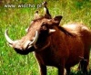Timon i Pumba istnieją