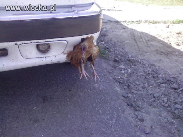 Zassało kuraka
