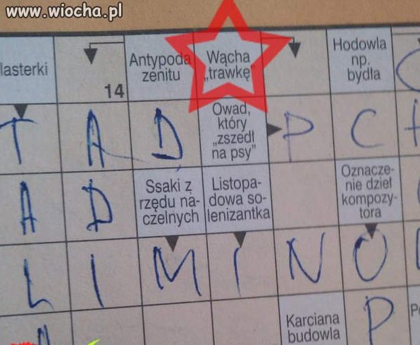 Krzyżówka