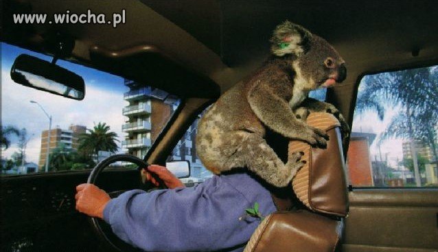 
Koala z chorobą lokomocyjną