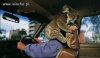 
Koala z chorobą lokomocyjną
