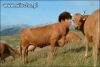 Hehe -  dobra przeróbka