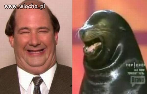 Foczka...