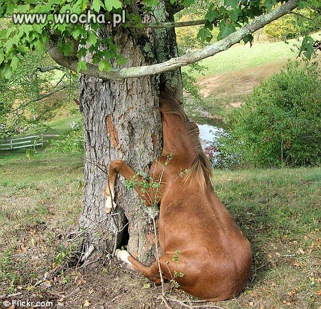 Konik 