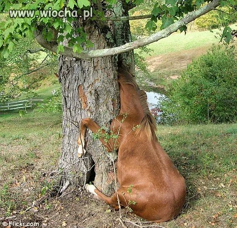 Konik 