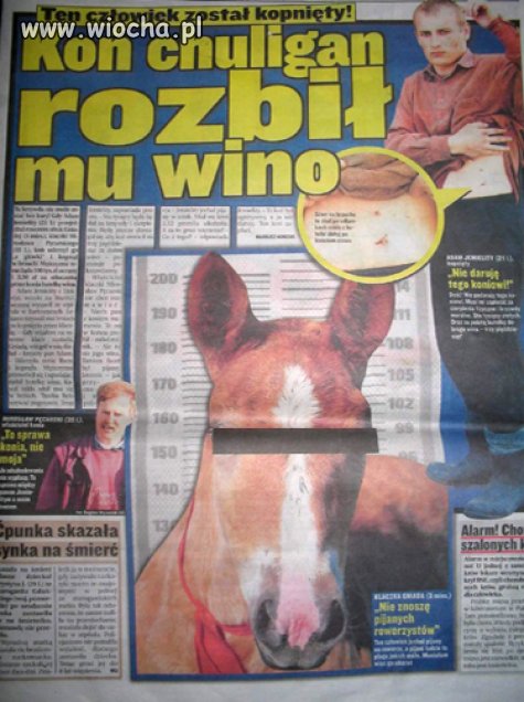 Koń Chuligan