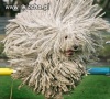 Latający mop-dog