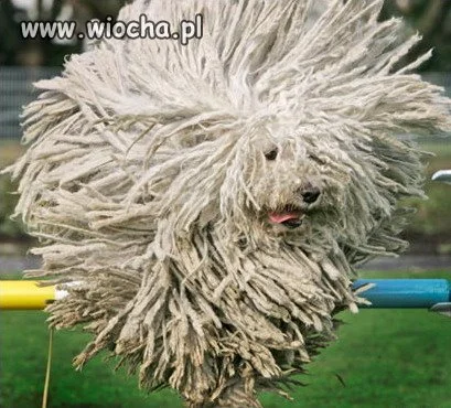 Latający mop-dog